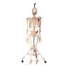 Painted Skeleton - Articulated - Image 4