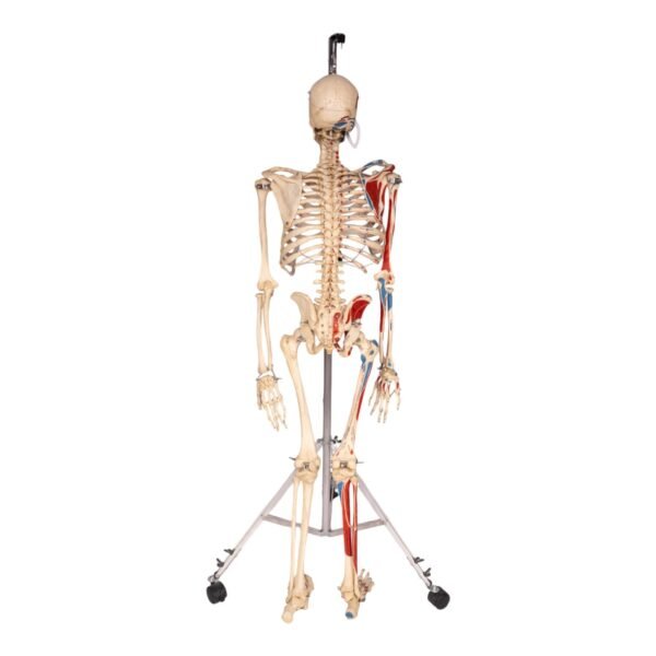 Painted Skeleton - Articulated - Image 4