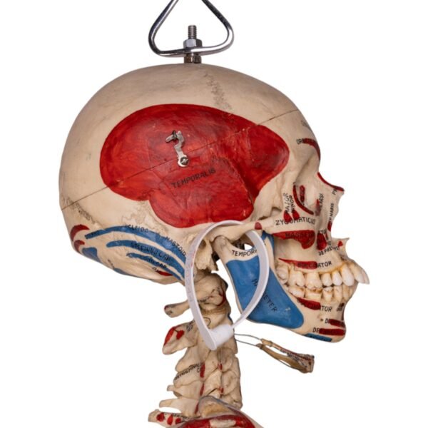 Painted Skeleton - Articulated - Image 5