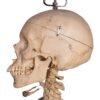 Painted Skeleton - Articulated - Image 6