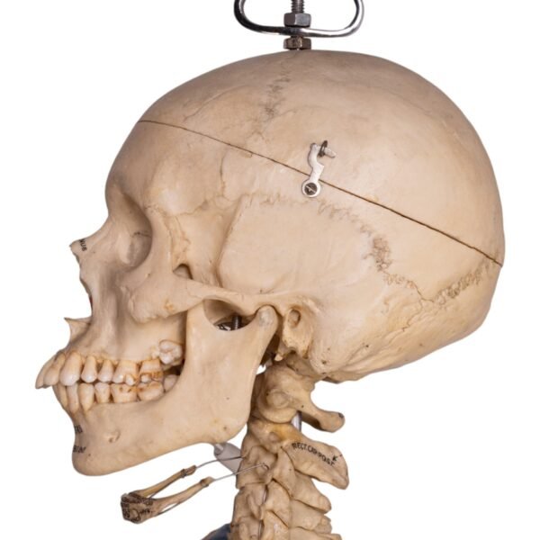 Painted Skeleton - Articulated - Image 6