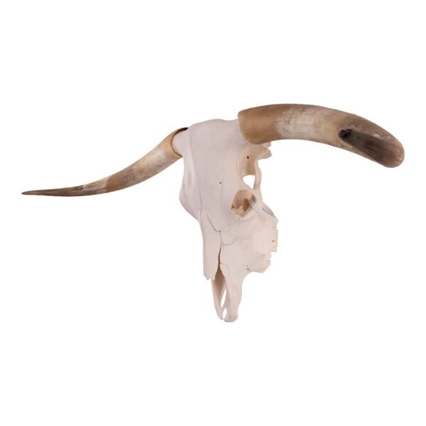 Real Longhorn Skull

30220 - Image 3