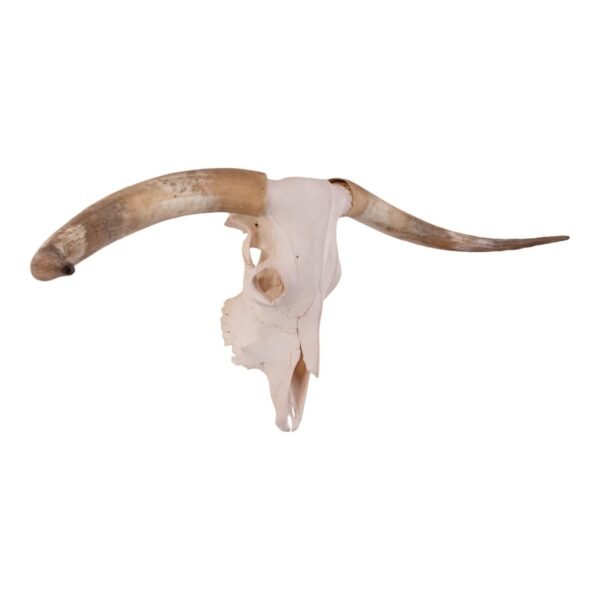 Real Longhorn Skull

30220 - Image 2