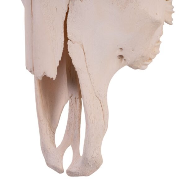 Real Longhorn Skull

30220 - Image 4