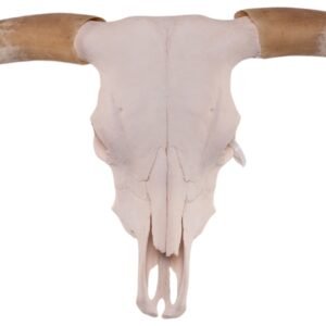 Real Longhorn Skull

30220