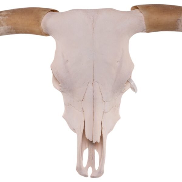 Real Longhorn Skull

30220