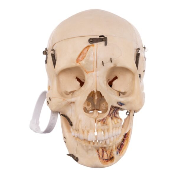 Dissected Skull with Carrying Case