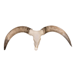 Real Watusi Skull - Extra Large

29571