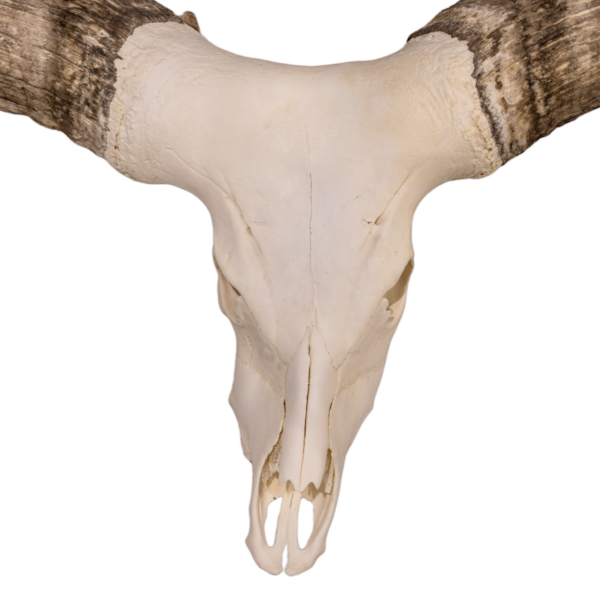 Real Watusi Skull - Extra Large

29571 - Image 4