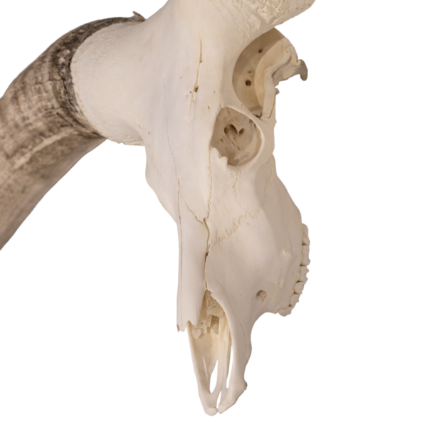 Real Watusi Skull - Extra Large

29571 - Image 3