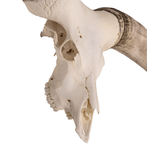 Real Watusi Skull - Extra Large

29571 - Image 2