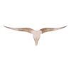 Real Watusi/Longhorn Skull

31468