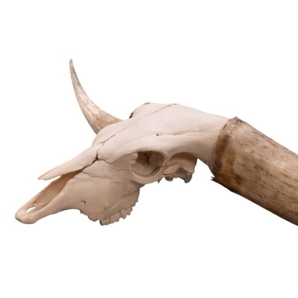 Real Watusi/Longhorn Skull

31468 - Image 3