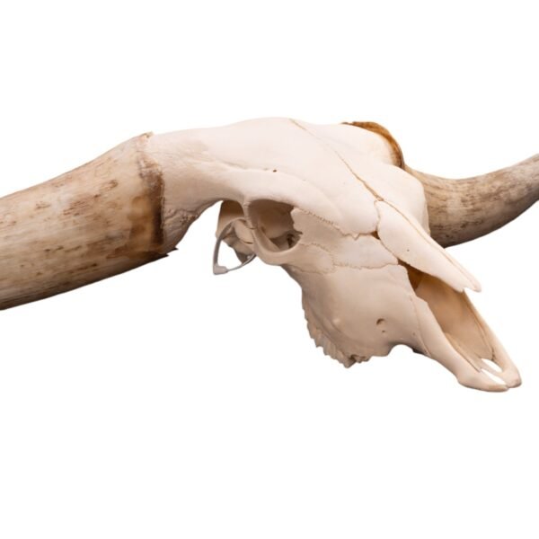 Real Watusi/Longhorn Skull

31468 - Image 2