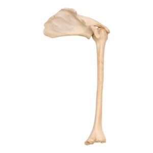 Humerus with Scapula - Damaged