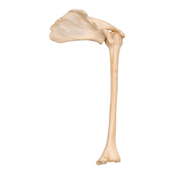 Humerus with Scapula - Damaged