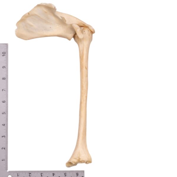 Humerus with Scapula - Damaged - Image 3