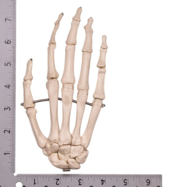 Hand - Articulated

14921 - Image 3