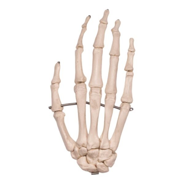 Hand - Articulated

14921