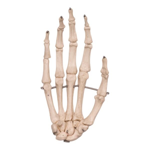 Hand - Articulated

14921 - Image 2