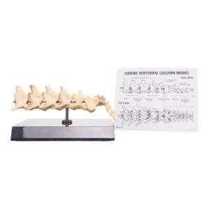 Replica Domestic Dog Vertebral Column Model

14924