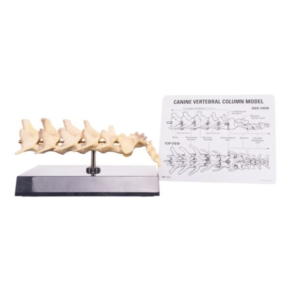 Replica Domestic Dog Vertebral Column Model

14924