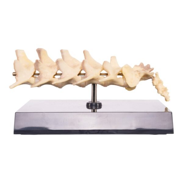 Replica Domestic Dog Vertebral Column Model

14924 - Image 2