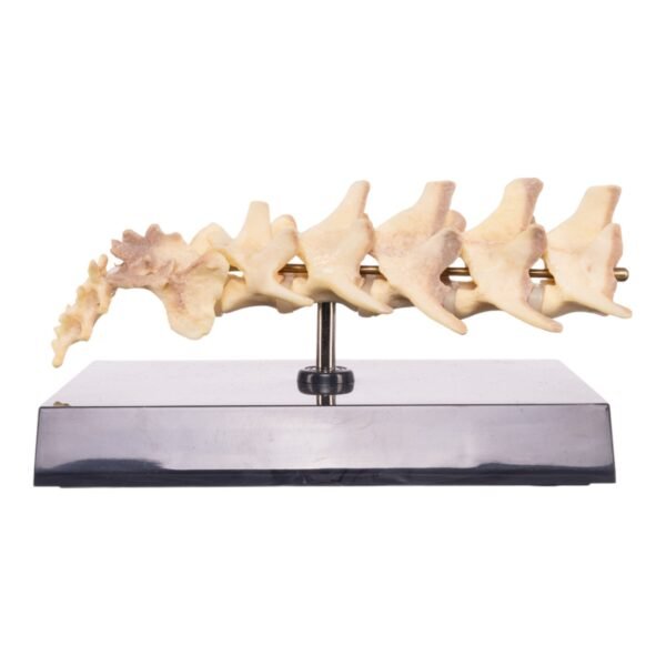 Replica Domestic Dog Vertebral Column Model

14924 - Image 3