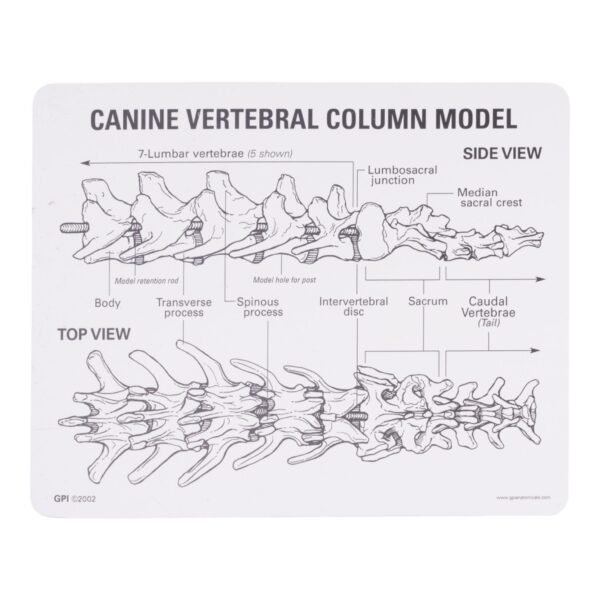 Replica Domestic Dog Vertebral Column Model

14924 - Image 4