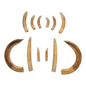 Replica Hippopotamus Teeth - Full Set of 12

006S