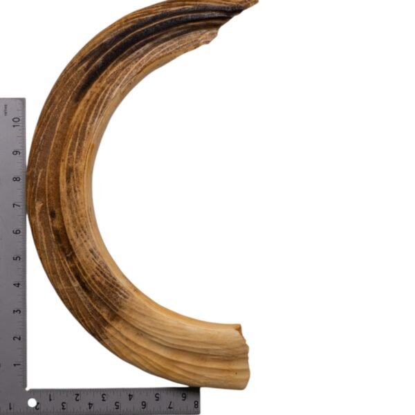 Replica Hippopotamus Teeth - Full Set of 12

006S - Image 2