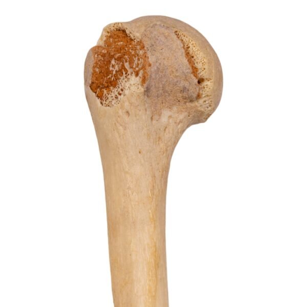 Left Arm - Articulated, Partial - Image 3
