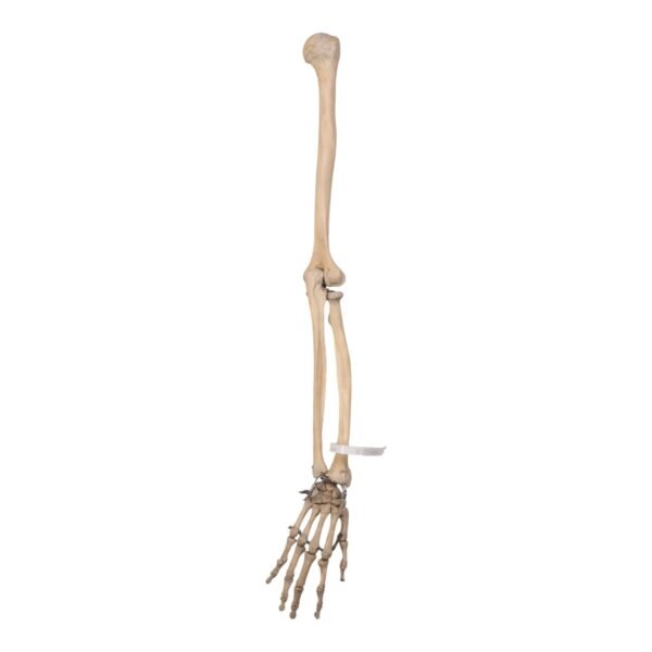 Right Arm - Articulated