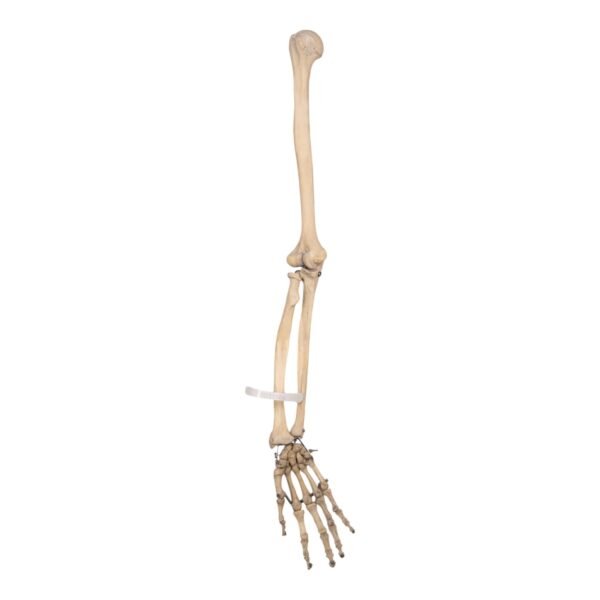 Right Arm - Articulated - Image 2
