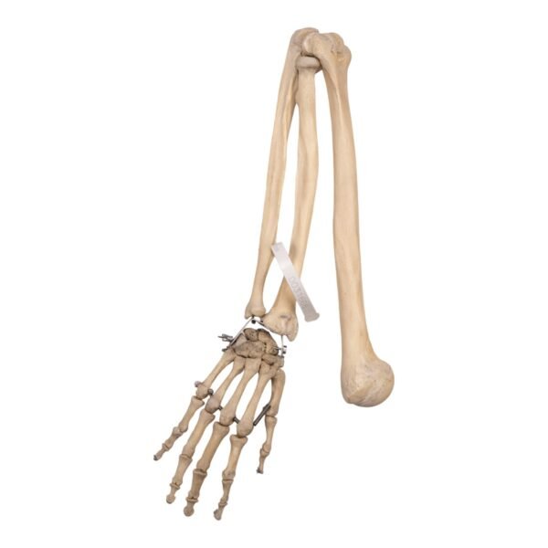Right Arm - Articulated - Image 3