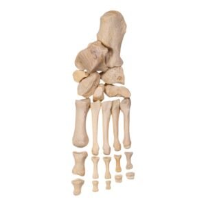 Partial Left Foot