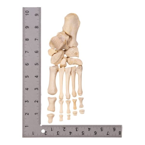 Partial Left Foot - Image 2