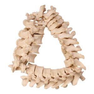 Spine - Disarticulated