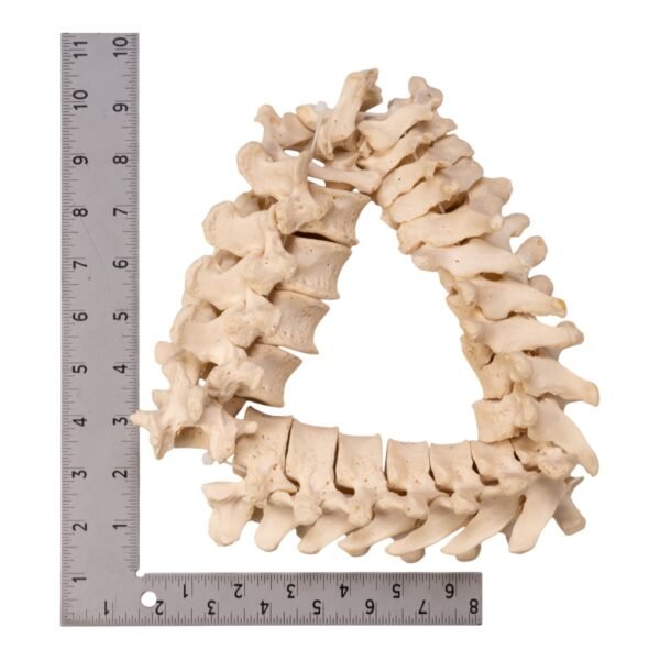 Spine - Disarticulated - Image 3