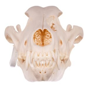 Real Gray Wolf Skull - Pathology
-30034