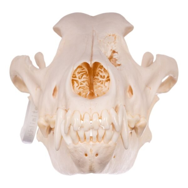 Real Gray Wolf Skull - Pathology
-30034