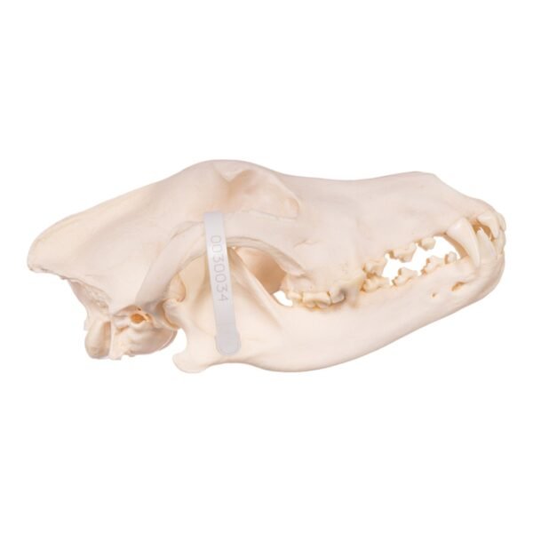 Real Gray Wolf Skull - Pathology
-30034 - Image 2