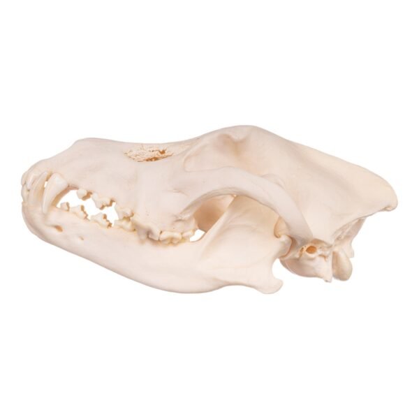 Real Gray Wolf Skull - Pathology
-30034 - Image 3