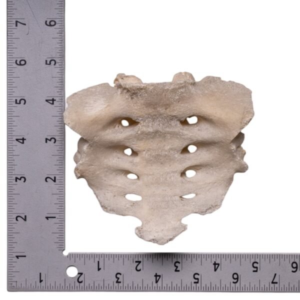 Sacrum - Image 3