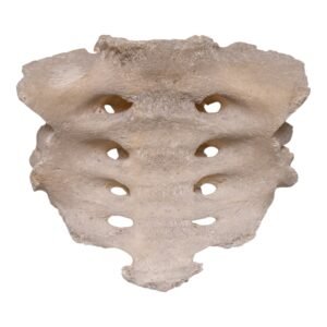 Sacrum
