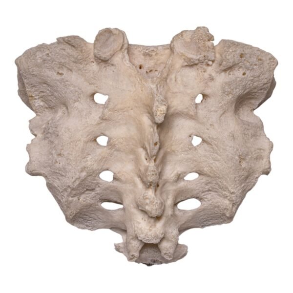 Sacrum - Image 2
