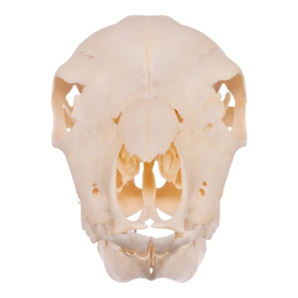Real Domestic Cow Skull - Calf

30193