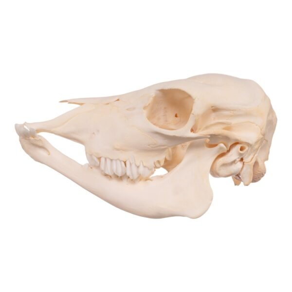 Real Domestic Cow Skull - Calf

30193 - Image 2
