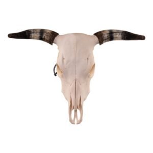 Real Longhorn Skull

28899
