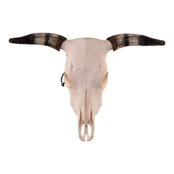 Real Longhorn Skull

28899